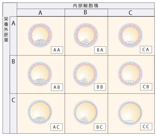 Ｇａｒｄｎｅｒ分類-内部細胞塊と栄養外胚葉による細分類