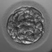初期胚盤胞