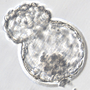 孵化胚盤胞